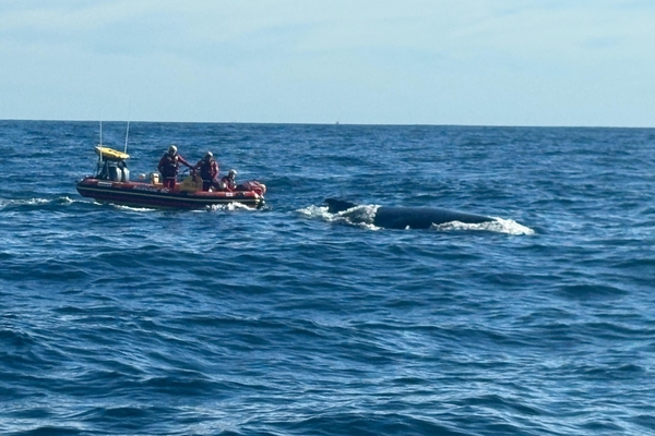 Stn 6 Gqeberha Whale Disentanglement